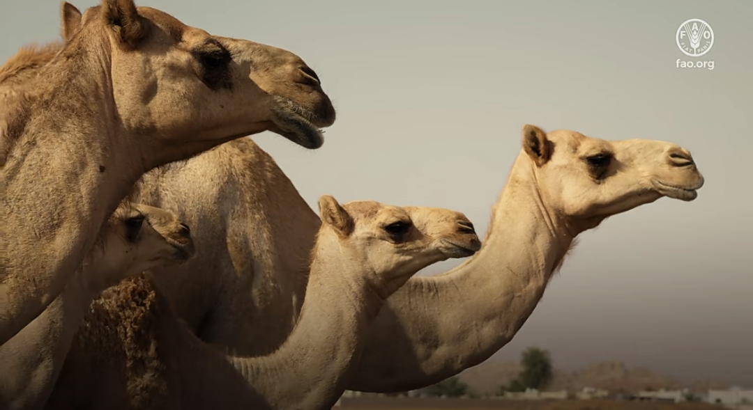 CA88����(�й���) - Ψһ�ٷ���վ