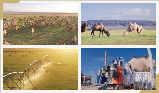 CA88����(�й���) - Ψһ�ٷ���վ