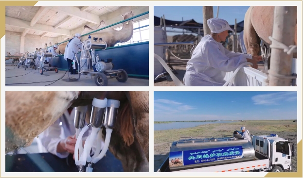 CA88����(�й���) - Ψһ�ٷ���վ