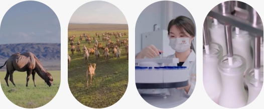 CA88����(�й���) - Ψһ�ٷ���վ